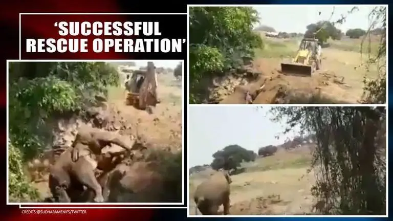 Watch | Elephant climbs out of 15-foot pit in Andhra with rescuers' help, netizens cheer Elephant