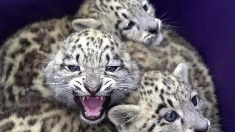 Wildlife body urges LG to name snow leopard as state animal of Ladakh