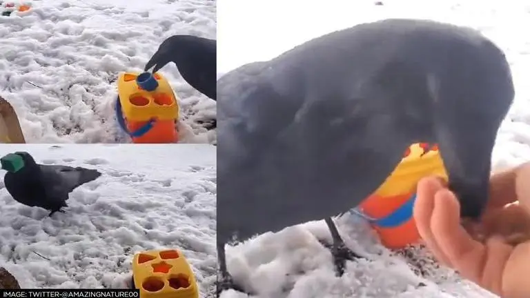 Crow solves puzzle in third attempt; leaves netizens spellbound | Watch viral video