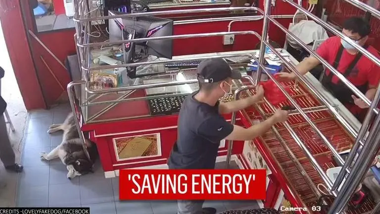 Video: Dog sleeps through robbery training drill, netizens say 'Lucky is lurking' Dog