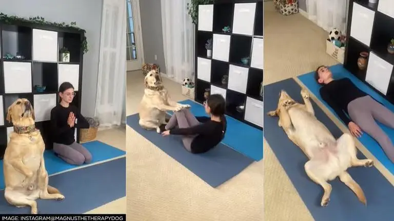 Viral video of a dog doing yoga poses with his human friend leaves internet in awe; Watch Dog
