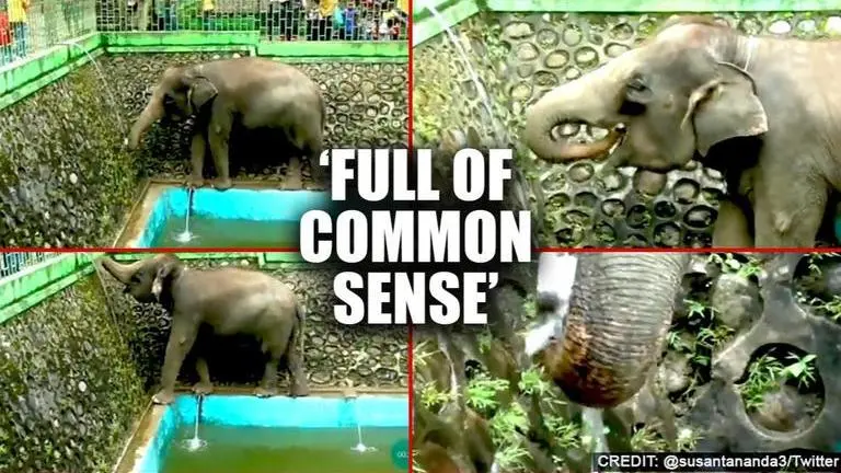 Video: Elephant opens tap to drink water at zoo, netizens amused 'Intelligent' Elephant opens tap to drink water, netizens flabbergasted