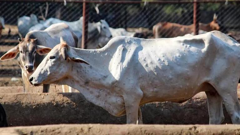 Lumpy Skin Disease Detected Among Cattle In Three Districts Of Sikkim Republic World 8828