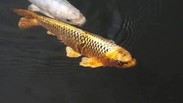 Invasive grass carp found in Lake Huron tributary river Invasive grass carp found in Lake Huron tributary river