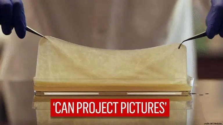 Kombucha tea-inspired smart 'living materials' can sense environmental pollutants Kombucha Tea
