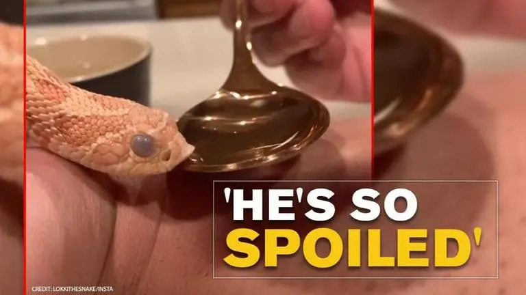 Snake about to shed skin sips water from spoon, netizens amazed Snake about to shed skin sips water from spoon, netizens amazed