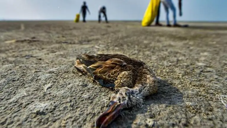 Water of Rajasthan's Sambhar Lake to be examined regularly: Authorities Sambhar Lake