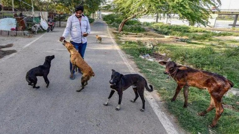 Keeping stray dogs does not mean, you will affect lives of people: SC Stray dogs