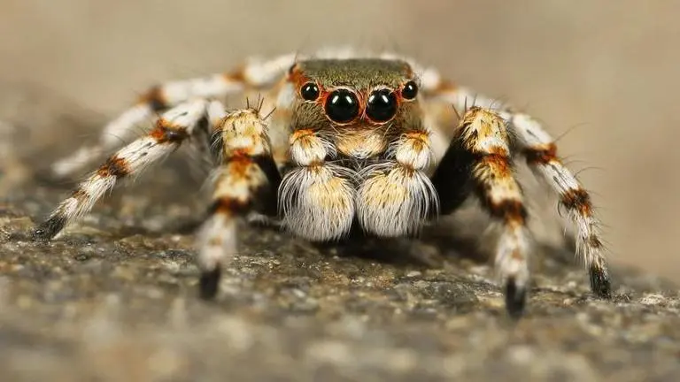 Assassin spider discovered on South Australian Island after 2 years of bushfire Australia
