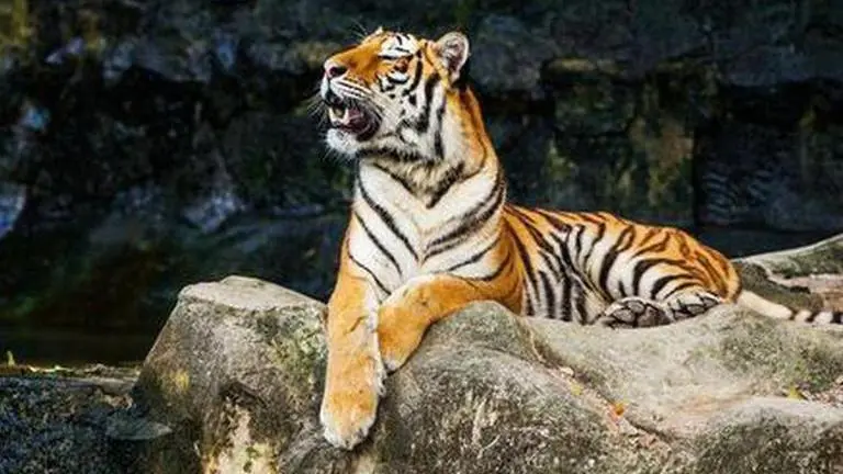 Maharashtra: Tigress dead in Gorewada rescue centre, second in fortnight