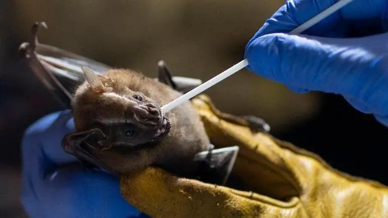 Scientists focus on bats for clues to prevent next pandemic