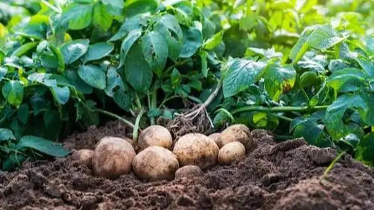 PepsiCo launches crop intelligence model for India in collaboration with Cropin PepsiCo