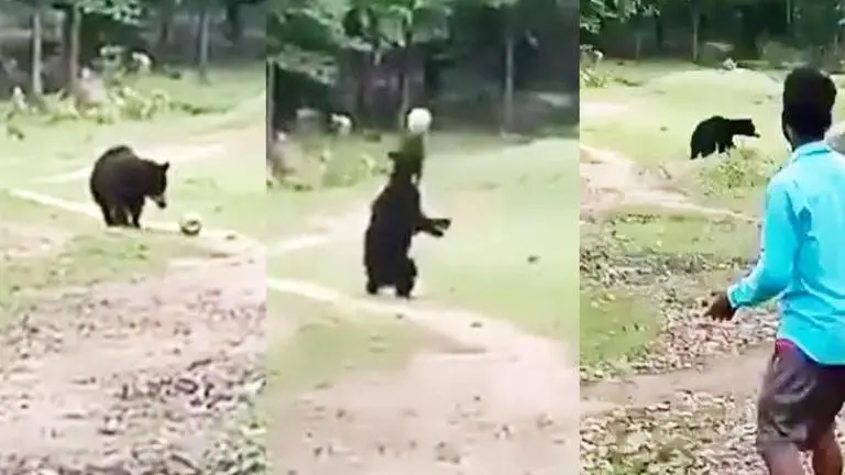 Two wild bears play football in Odisha's Nabrangpur district, crowd cheers them up | WATCH Bears