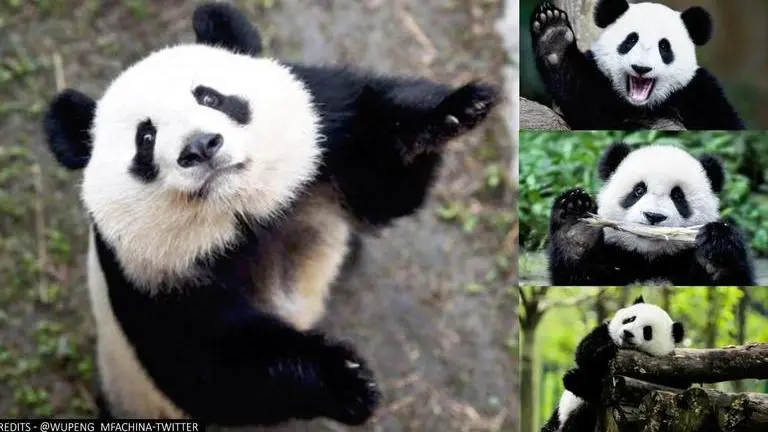 Wild giant pandas no longer 'endangered' in China as number rises to 1800 Wild Giant Pandas
