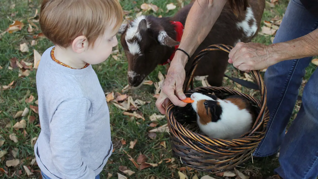 Not Just Dogs, These Pets Are Also Known To Be Loyal To Their Owners Loyal pet animals