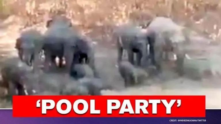 Video: Family of elephants bathe together in a stream, netizens awestruck Video of elephant family bathing in a stream has left Twitter in splits