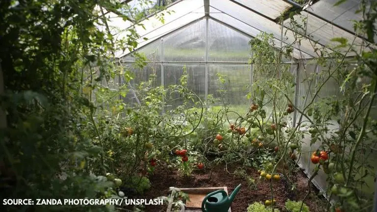 Home gardening: Here's a list of cost-efficient vegetables to grow home gardening