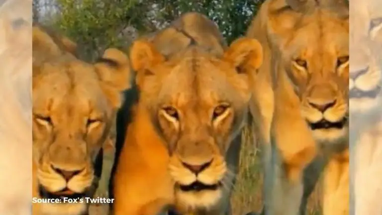 How to watch 'Malika The Lion Queen'? Details about where one can watch this documentary Image Credits: FOX's Twitter