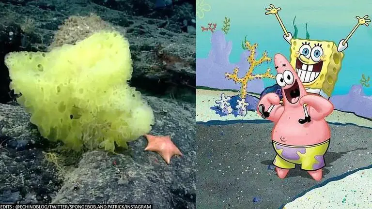 US Marine biologist finds 'real life' SpongeBob SquarePants and Patrick, netizens react SpongeBob