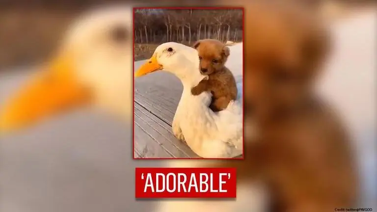 'Friendship goals': Puppy takes a ride on duck, netizens joke 'Uber looks different' dog