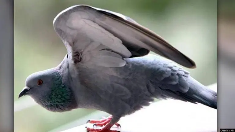 Punjab Police seeks legal opinion on filing FIR against 'Pakistani' Pigeon Punjab