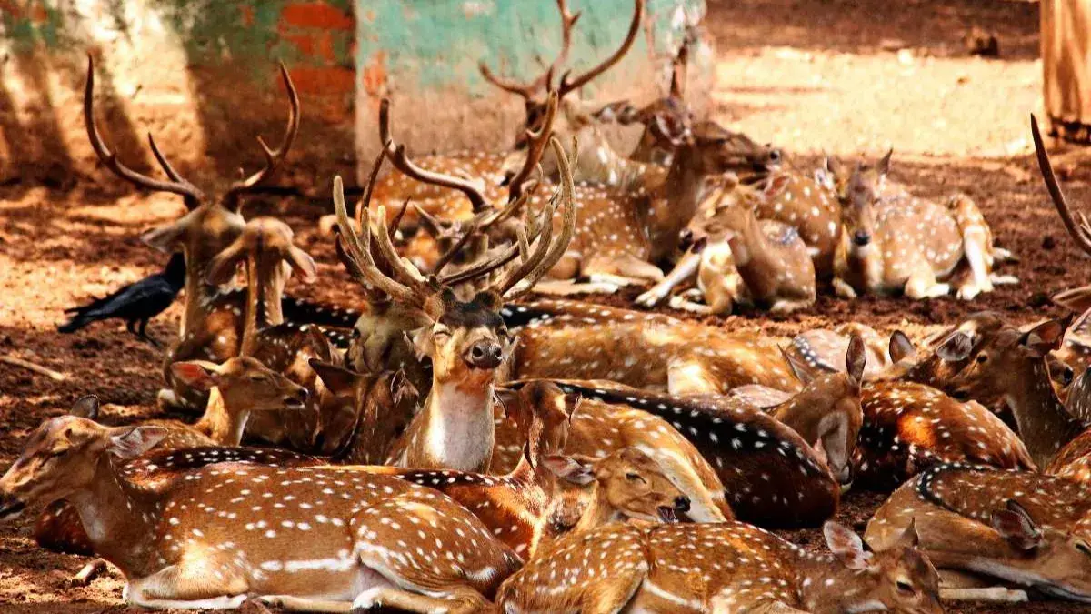 Cuttack deer park to close down, 300 stags to get relocated to makeshift rescue facility in Chandaka Cuttack Deer Park To Shut Down