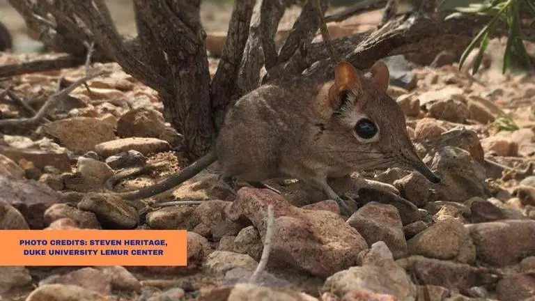 Palm sized Elephant shrew rediscovered after 50 years in Djibouti, Read details elephant