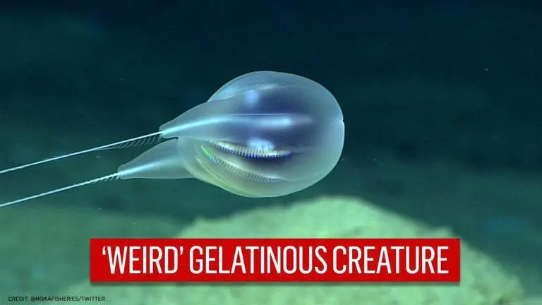 'Looks like party balloon': New species of 'gelatinous' comb jelly found near Puerto Rico Party Balloon