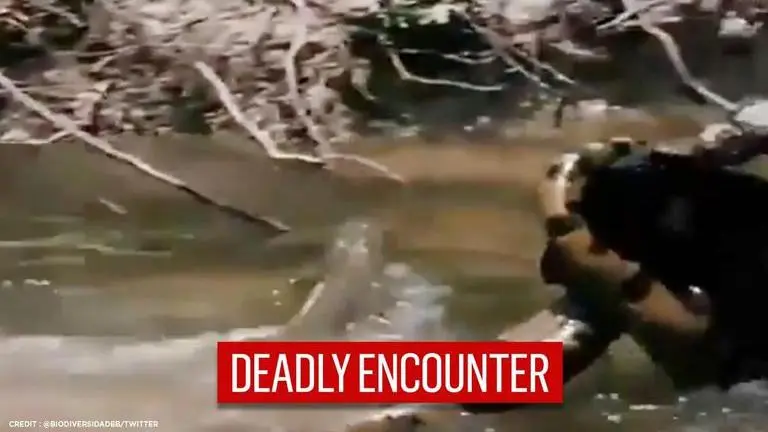 Black Panther drags Anaconda out of river in fierce battle, watch 'gripping moment' Black Panther