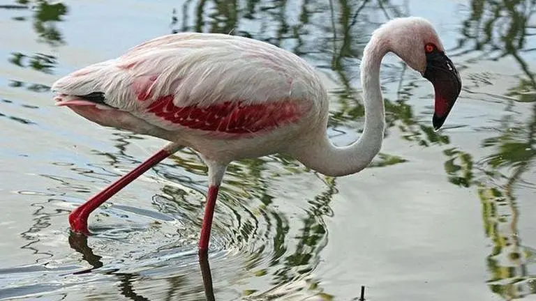 flamingoes