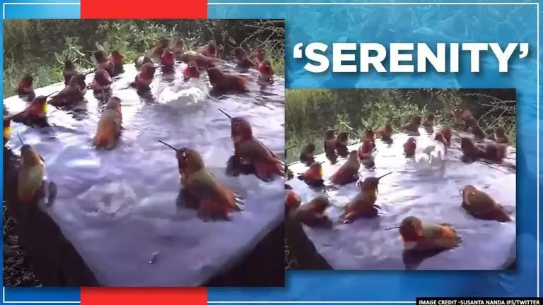 Video of hummingbirds splashing in birdbath leaves netizens mesmerized Hummingbirds splashing around in a birdbath captured, netizens in awe