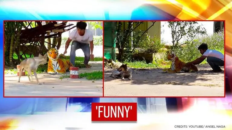 YouTuber's 'fake tiger prank' startles animals, videos leave netizens in splits | WATCH Fake Tiger