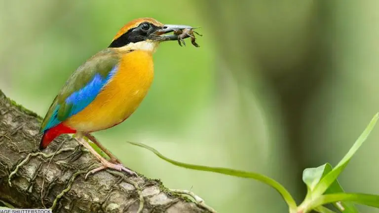 Mangrove pitta birds