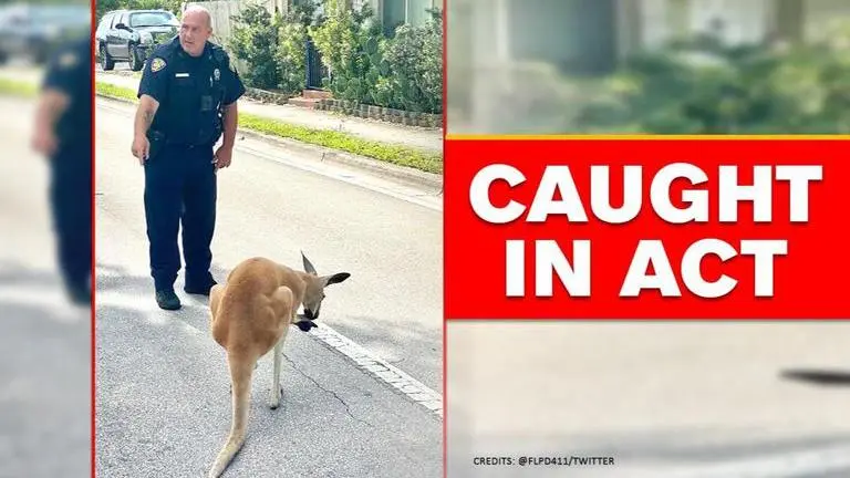 Kangaroo 'arrested' in Florida for hopping loose, netizens quip 'kangaroo lives matter' Kangaroo stopped on Florida streets, safely capture by police
