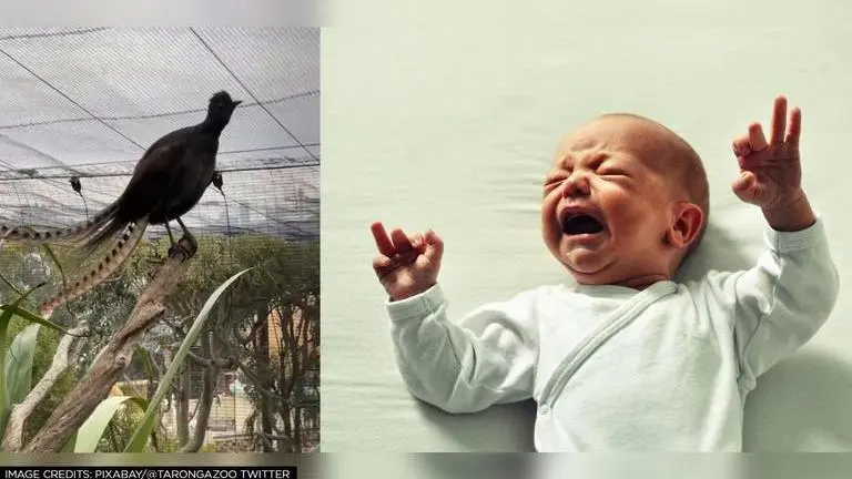 lyrebird in Australian zoo mimics crying baby, netizens call it 'scary-amazing'; watch Australia