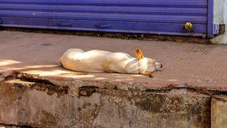 Awareness key to curb stray dog menace, say experts after baby mauled in Noida Dog