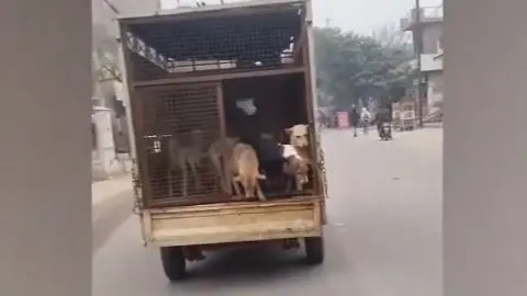 Viral Video Shows Biker Releasing Stray Dogs From A Moving Municipal Van On Road | WATCH Biker Frees Stray Dogs From Moving Municipal Van