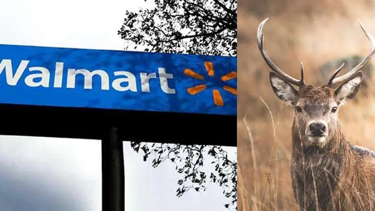 Walmart store employee in Wisconsin tackles down deer in viral video; watch Walmart