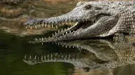 Florida man catches crocodile with a trash can.