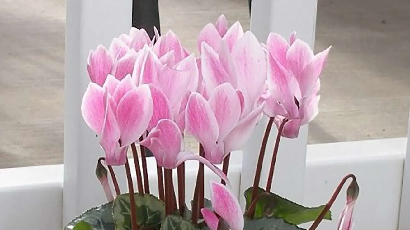 Description of the pic