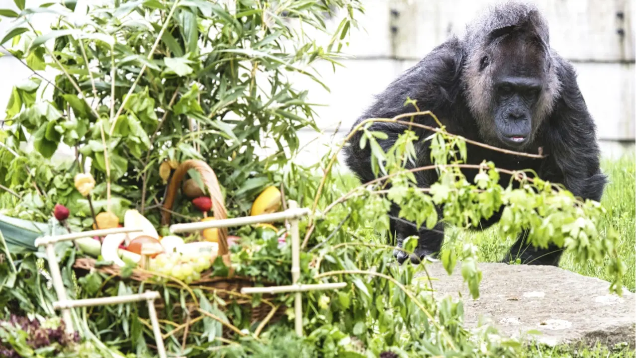Berlin zoo celebrates world's oldest gorilla's birthday