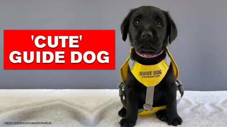 Guide dog Jessica's video takes over social media; Netizens in complete awe guide dog