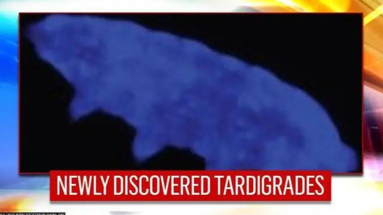 Tardigrades
