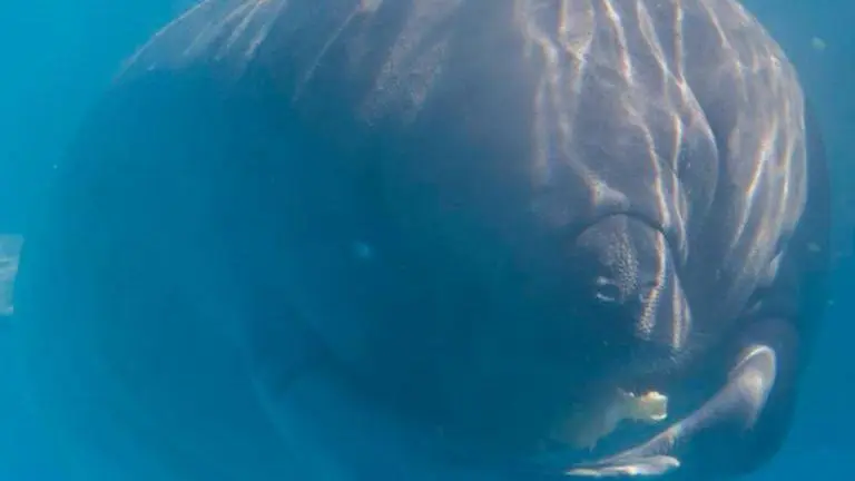 Officials: Manatee in Florida had 'Trump' scraped on back