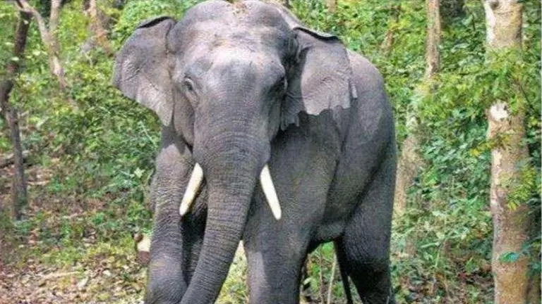 Elephant electrocuted in Tamil Nadu forest fringe village