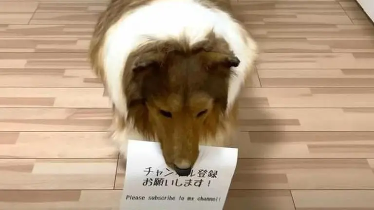 Meet Toco, the Japanese Man who spent $14,000 to transform himself into a dog Dog