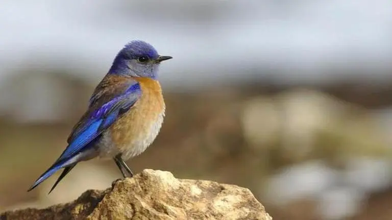 warm-blooded animals