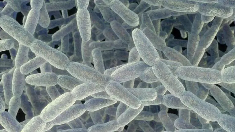 Legionnaires' Disease: Health officials examine New York cluster after Nassau outbreak Legionnaires' disease