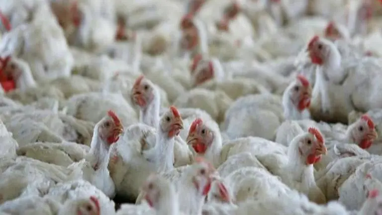 Bird flu outbreak in Chhattisgarh; over 15,000 birds culled Bird flu