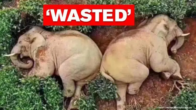 'Elephantine hangover': Elephants pass out after drinking whiskey, netizens in split elephants